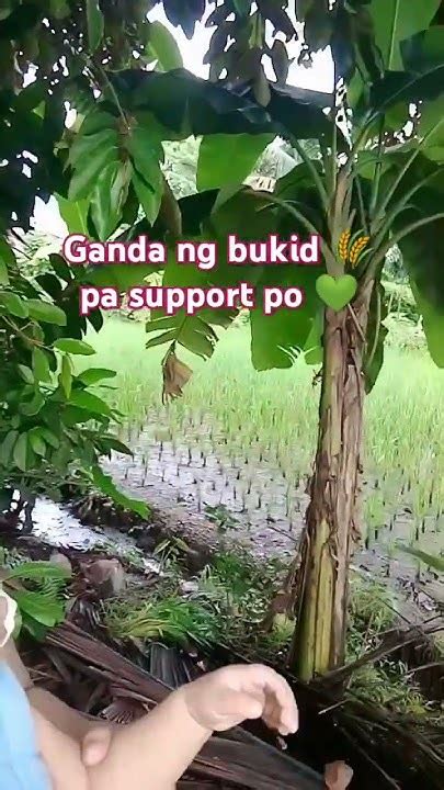 iyotan sa likod bahay|Ganda ng bukid sa likod bahay namin .